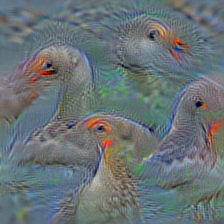 n01855672 goose